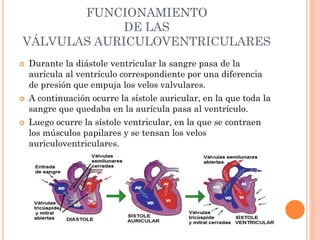 FUNCIONAMIENTO
DE LAS
VÁLVULAS AURICULOVENTRICULARES
 Durante la diástole ventricular la sangre pasa de la
aurícula al ventrículo correspondiente por una diferencia
de presión que empuja los velos valvulares.
 A continuación ocurre la sístole auricular, en la que toda la
sangre que quedaba en la aurícula pasa al ventrículo.
 Luego ocurre la sístole ventricular, en la que se contraen
los músculos papilares y se tensan los velos
auriculoventriculares.
 