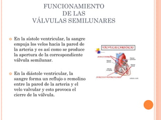 FUNCIONAMIENTO
DE LAS
VÁLVULAS SEMILUNARES
 En la sístole ventricular, la sangre
empuja los velos hacia la pared de
la arteria y es así como se produce
la apertura de la correspondiente
válvula semilunar.
 En la diástole ventricular, la
sangre forma un reflujo o remolino
entre la pared de la arteria y el
velo valvular y esto provoca el
cierre de la válvula.
 