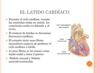 EL LATIDO CARDÍACO
 Durante el ciclo cardíaco, cuando
las aurículas están en sístole, los
ventrículos están en diástole y al
revés.
 El número de latidos se denomina
frecuencia cardíaca.
 El corazón tiene unas fibras
musculares capaces de producir el
ciclo cardíaco o latido.
 A estas fibras se las conoce como
tejido nodal y tiene 2 partes:
 -Nódulo sinusal y Nódulo
auriculoventricular.
 