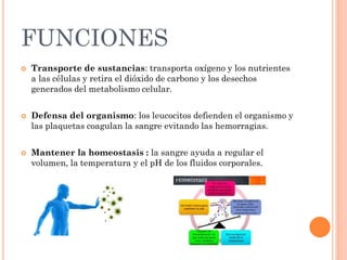 FUNCIONES
 Transporte de sustancias: transporta oxígeno y los nutrientes
a las células y retira el dióxido de carbono y los desechos
generados del metabolismo celular.
 Defensa del organismo: los leucocitos defienden el organismo y
las plaquetas coagulan la sangre evitando las hemorragias.
 Mantener la homeostasis : la sangre ayuda a regular el
volumen, la temperatura y el pH de los fluidos corporales.
 
