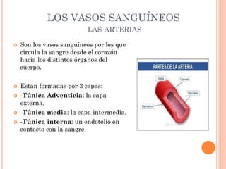 LOS VASOS SANGUÍNEOS
LAS ARTERIAS
 Son los vasos sanguíneos por los que
circula la sangre desde el corazón
hacia los distintos órganos del
cuerpo.
 Están formadas por 3 capas:
 -Túnica Adventicia: la capa
externa.
 -Túnica media: la capa intermedia.
 -Túnica interna: un endotelio en
contacto con la sangre.
 