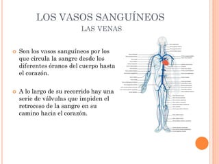 LOS VASOS SANGUÍNEOS
LAS VENAS
 Son los vasos sanguíneos por los
que circula la sangre desde los
diferentes óranos del cuerpo hasta
el corazón.
 A lo largo de su recorrido hay una
serie de válvulas que impiden el
retroceso de la sangre en su
camino hacia el corazón.
 