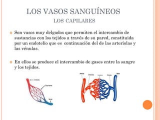 LOS VASOS SANGUÍNEOS
LOS CAPILARES
 Son vasos muy delgados que permiten el intercambio de
sustancias con los tejidos a través de su pared, constituida
por un endotelio que es continuación del de las arteriolas y
las vénulas.
 En ellos se produce el intercambio de gases entre la sangre
y los tejidos.
 