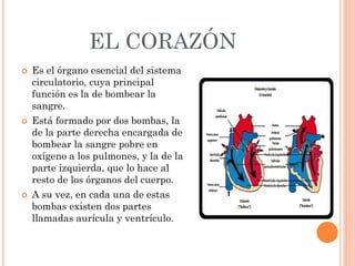 EL CORAZÓN
 Es el órgano esencial del sistema
circulatorio, cuya principal
función es la de bombear la
sangre.
 Está formado por dos bombas, la
de la parte derecha encargada de
bombear la sangre pobre en
oxígeno a los pulmones, y la de la
parte izquierda, que lo hace al
resto de los órganos del cuerpo.
 A su vez, en cada una de estas
bombas existen dos partes
llamadas aurícula y ventrículo.
 