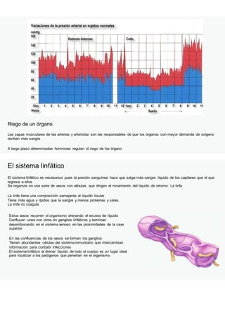 Riego de un órgano
Las capas musculares de las arterias y arteriolas son las responsables de que los órganos con mayor demanda de oxígeno
reciban más sangre
A largo plazo determinadas hormonas regulan el riego de los órgano
El sistema linfático
El sistema linfático es necesariuo pues la presión sanguínea hace que salga más sangre líquido de los capilares que el que
regresa a ellos
Se organiza en una serie de vasos con válvulas que dirigen el movimiento del líquido de retorno: La linfa
La linfa tiene una composición semejante al líquido tisular
Tiene más agua y lípidos que la sangre y menos proteínas y sales.
La linfa no coagula
Estos vasos recorren el organismo drenando el exceso de líquido
Confluyen unos con otros en ganglios linfáticos y terminan
desembocando en el sistema venoso en las proximidades de la cava
superior
En las confluencias de los vasos se forman los ganglios
Tienen abundantes células del sistema inmunitario que intercambian
información para conbatir infecciones
El sistema linfático al drenar líquido de todo el cuerpo es un lugar ideal
para localizar a los patógenos que penetran en el organismo
 
