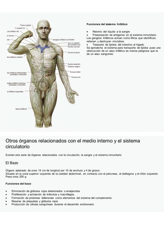 Funciones del sistema linfático
 Retorno del líquido a la sangre
 Presentación de antígenos en el sistema inmunitario
Los ganglios linfáticos actúan como filtros que identifican,
retienen y destruyen microbios.
 Trasporte de lípidos del intestino al hígado
Se aprovecha el sistema para transporte de lípidos pues una
obstrucción de un vaso linfático es menos peligrosa que la
de un vaso sanguíneo
Otros órganos relacionados con el medio interno y el sistema
circulatorio
Existen otra serie de órganos relacionados con la circulación, la sangre y el sistema inmunitario
El Bazo
Órgano aplanado de unos 14 cm de longitud por 10 de anchura y 4 de grosor.
Situado en la zona superior izquierda de la cavidad abdominal, en contacto con el páncreas, el diafragma y el riñón izquierdo.
Pesa unos 200 g
Funciones del bazo
 Eliminación de glóbulos rojos deteriorados o envejecidos
 Proliferación y activación de linfocitos y macrófagos.
 Formación de proteínas defensivas como elementos del sistema del complemento
 Reserva de plaquetas y glóbulos rojos
 Producción de células sanguíneas durante el desarrollo embrionario
 