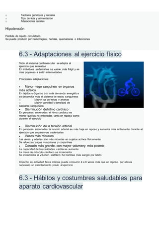 o Factores genéticos y raciales
o Tipo de vida y alimentación
o Alteraciones renales
Hipotensión
Pérdida de líquido circulatorio.
Se puede producir por hemorragias, heridas, quemaduras o Infecciones
6.3 - Adaptaciones al ejercicio físico
Todo el sistema cardiovascular se adapta al
ejercicio que se realice
En individuos sedentarios se vuelve más frágil y es
más propenso a sufrir enfermedades
Principales adaptaciones:
 Mayor riego sanguíneo en órganos
más activos
En tejidos u órganos con más demanda energética
se desarrolla más el sistema de vasos sanguíneos
o Mayor luz de venas y arterias
o Mayor cantidad y densidad de
capilares sanguíneos
 Disminución del ritmo cardiaco
En personas entrenadas el ritmo cardiaco es
menor que las no entenadas tanto en reposo como
durante el ejercicio
 Disminución de la tensión arterial
En personas entrenadas la tensión arterial es más baja en reposo y aumenta más lentamente durante el
ejercicio que en personas sedentarias
 Vasos más robustos
Las venas y arterias son más robustas en sujetos activos físicamente
Se refuerzan capas musculares y conjuntivas
 Corazón más grande, con mayor volumeny más potente
La capacidad de las cavidades cardiacas aumenta
La masa de músculo cardiaco se incrementa
Se incrementa el volumen sistólico: Se bombea más sangre por latido
Corazón en actividad física intensa puede consumir 4 a 6 veces más que en reposo. por ello es
necesario un calentamiento previo al ejercicio
6.3 - Hábitos y costumbres saludables para
aparato cardiovascular
 