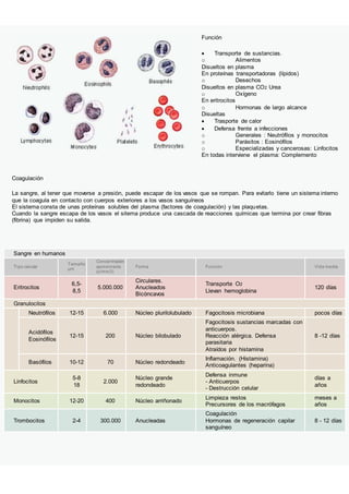 Función
 Transporte de sustancias.
o Alimentos
Disueltos en plasma
En proteínas transportadoras (lípidos)
o Desechos
Disueltos en plasma CO2 Urea
o Oxígeno
En eritrocitos
o Hormonas de largo alcance
Disueltas
 Trasporte de calor
 Defensa frente a infecciones
o Generales : Neutrófilos y monocitos
o Parásitos : Eosinófilos
o Especializadas y cancerosas: Linfocitos
En todas interviene el plasma: Complemento
Coagulación
La sangre, al tener que moverse a presión, puede escapar de los vasos que se rompan. Para evitarlo tiene un sistema interno
que la coagula en contacto con cuerpos exteriores a los vasos sanguíneos
El sistema consta de unas proteínas solubles del plasma (factores de coagulación) y las plaquetas.
Cuando la sangre escapa de los vasos el sitema produce una cascada de reacciones químicas que termina por crear fibras
(fibrina) que impiden su salida.
Sangre en humanos
Tipo celular
Tamaño
µm
Concentración
aproximada
(u/mm3)
Forma Función Vida media
Eritrocitos
6,5-
8,5
5.000.000
Circulares.
Anucleados
Bicóncavos
Transporte O2
Llevan hemoglobina
120 días
Granulocitos
Neutrófilos 12-15 6.000 Núcleo plurilolubulado Fagocitosis microbiana pocos días
Acidófilos
Eosinófilos
12-15 200 Núcleo bilobulado
Fagocitosis sustancias marcadas con
anticuerpos.
Reacción alérgica. Defensa
parasitaria
Atraídos por histamina
8 -12 días
Basófilos 10-12 70 Núcleo redondeado
Inflamación. (Histamina)
Anticoagulantes (heparina)
Linfocitos
5-8
18
2.000
Núcleo grande
redondeado
Defensa inmune
- Anticuerpos
- Destrucción celular
días a
años
Monocitos 12-20 400 Núcleo arriñonado
Limpieza restos
Precursores de los macrófagos
meses a
años
Trombocitos 2-4 300.000 Anucleadas
Coagulación
Hormonas de regeneración capilar
sanguíneo
8 - 12 días
 