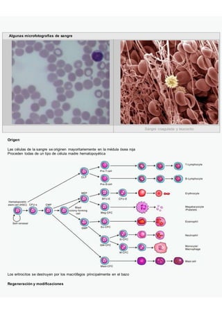Algunas microfotografías de sangre
Sangre coagulada y leucocito
Origen
Las células de la sangre se originen mayoritariemente en la médula ósea roja
Proceden todas de un tipo de célula madre hematopoyética
Los eritrocitos se destruyen por los macrófagos principalmente en el bazo
Regeneración y modificaciones
 
