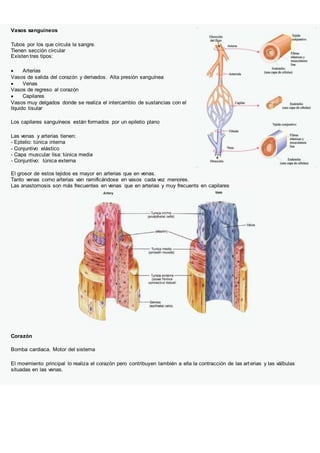 Vasos sanguíneos
Tubos por los que circula la sangre.
Tienen sección circular
Existen tres tipos:
 Arterias
Vasos de salida del corazón y derivados. Alta presión sanguínea
 Venas
Vasos de regreso al corazón
 Capilares
Vasos muy delgados donde se realiza el intercambio de sustancias con el
líquido tisular
Los capilares sanguíneos están formados por un epiletio plano
Las venas y arterias tienen:
- Eptelio: túnica interna
- Conjuntivo elástico
- Capa muscular lisa: túnica media
- Conjuntivo: túnica externa
El grosor de estos tejidos es mayor en arterias que en venas.
Tanto venas como arterias van ramificándose en vasos cada vez menores.
Las anastomosis son más frecuentes en venas que en arterias y muy frecuents en capilares
Corazón
Bomba cardiaca. Motor del sistema
El movimiento principal lo realiza el corazón pero contribuyen también a ella la contracción de las art erias y las válbulas
situadas en las venas.
 