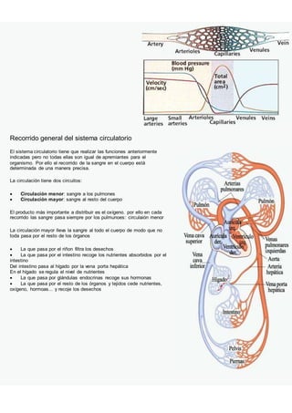 Recorrido general del sistema circulatorio
El sistema circulatorio tiene que realizar las funciones anteriormente
indicadas pero no todas ellas son igual de apremiantes para el
organismo. Por ello el recorrido de la sangre en el cuerpo está
determinada de una manera precisa.
La circulación tiene dos circuitos:
 Circulación menor: sangre a los pulmones
 Circulación mayor: sangre al resto del cuerpo
El producto más importante a distribuir es el oxígeno. por ello en cada
recorrido las sangre pasa siempre por los pulmunoes: circulaión menor
La circulación mayor lleva la sangre al todo el cuerpo de modo que no
toda pasa por el resto de los órganos
 La que pasa por el riñon filtra los desechos
 La que pasa por el intestino recoge los nutrientes absorbidos por el
intestino
Del intestino pasa al hígado por la vena porta hepática
En el hígado se regula el nivel de nutrientes
 La que pasa por glándulas endocrinas recoge sus hormonas
 La que pasa por el resto de los órganos y tejidos cede nutrientes,
oxígeno, hormoas... y recoje los desechos
 