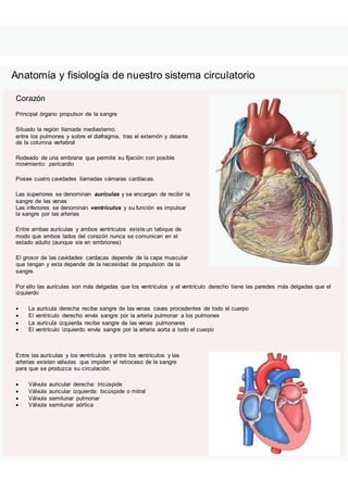 Anatomía y fisiología de nuestro sistema circulatorio
Corazón
Principal órgano propulsor de la sangre
Situado la región llamada mediastemo:
entre los pulmones y sobre el diafragma, tras el externón y delante
de la columna vertebral
Rodeado de una embrana que permite su fijación con posible
movimiento: pericardio
Posee cuatro cavidades llamadas cámaras cardíacas.
Las superiores se denominan aurículas y se encargan de recibir la
sangre de las venas
Las inferiores se denominan ventrículos y su función es impulsar
la sangre por las arterias
Entre ambas aurículas y ambos ventrículos existe un tabique de
modo que ambos lados del corazón nunca se comunican en el
estado adulto (aunque sie en embriones)
El grosor de las cavidades cardacas depende de la capa muscular
que tengan y esta depende de la necesidad de propulsion de la
sangre.
Por ello las aurículas son más delgadas que los ventrículos y el ventrículo derecho tiene las paredes más delgadas que el
izquierdo
 La aurícula derecha recibe sangre de las venas cavas procedentes de todo el cuerpo
 El ventrículo derecho envía sangre por la arteria pulmonar a los pulmones
 La aurícula izquierda recibe sangre de las venas pulmonares
 El ventrículo izquierdo envía sangre por la arteria aorta a todo el cuerpo
Entre las aurículas y los ventrículos y entre los ventrículos y las
arterias existen válvulas que impiden el retroceso de la sangre
para que se produzca su circulación.
 Válvula auricular derecha: tricúspide
 Válvula auricular izquierda: bicúspide o mitral
 Válvula semilunar pulmonar
 Válvula semilunar aórtica
 