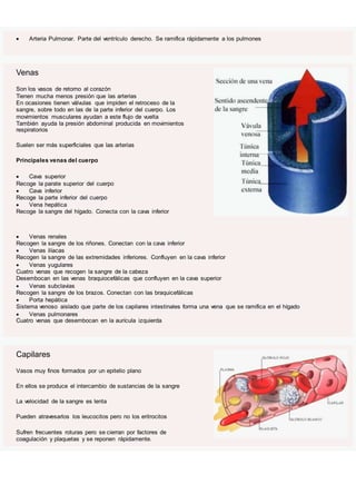  Arteria Pulmonar. Parte del ventrículo derecho. Se ramifica rápidamente a los pulmones
Venas
Son los vasos de retorno al corazón
Tienen mucha menos presión que las arterias
En ocasiones tienen válvulas que impiden el retroceso de la
sangre, sobre todo en las de la parte inferior del cuerpo. Los
movimientos musculares ayudan a este flujo de vuelta
También ayuda la presión abdominal producida en movimientos
respiratorios
Suelen ser más superficiales que las arterias
Principales venas del cuerpo
 Cava superior
Recoge la parate superior del cuerpo
 Cava inferior
Recoge la parte inferior del cuerpo
 Vena hepática
Recoge la sangre del hígado. Conecta con la cava inferior
 Venas renales
Recogen la sangre de los riñones. Conectan con la cava inferior
 Venas ilíacas
Recogen la sangre de las extremidades inferiores. Confluyen en la cava inferior
 Venas yugulares
Cuatro venas que recogen la sangre de la cabeza
Desembocan en las venas braquiocefálicas que confluyen en la cava superior
 Venas subclavias
Recogen la sangre de los brazos. Conectan con las braquicefálicas
 Porta hepática
Sistema venoso aislado que parte de los capilares intestinales forma una vena que se ramifica en el hígado
 Venas pulmonares
Cuatro venas que desembocan en la aurícula izquierda
Capilares
Vasos muy finos formados por un epitelio plano
En ellos se produce el intercambio de sustancias de la sangre
La velocidad de la sangre es lenta
Pueden atravesarlos los leucocitos pero no los eritrocitos
Sufren frecuentes roturas pero se cierran por factores de
coagulación y plaquetas y se reponen rápidamente.
 