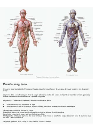 Principales arterias Principales venas
Pulsa en la imágen para ampliarla
Presión sanguínea
Importante para la circulación. Para que un líquido circule tiene que hacerlo de una zona de mayor presión a otra de presión
menor
La presión debe ser suficiente para llevar la sangre a todos los puntos del cuerpo (incluyendo el recorrido contra la gravedad),
además de vencer el rozamiento en los capilares sanguíneos
Regulada por concentración de sales y por musculatura de los vasos
 Si es demasiado baja problemas de riego
 Si es demasiado alta se incrementa el gasto cardiaco y aumenta el riesgo de derrames sanguíneos
La produce el corazón al impulsar la sangre
El ventrículo se contrae y crea presión que se transmite a las arterias : Presión sistólica
Las arterias trasportan la sangre y al ser elásticas se dilatan
Al relajarse los ventrículos la presión cae en el ventrículo pero menos en las arterias porque devuelven parte de la presión que
las dilató : presión diastólica
La presión generada en la sístole se llama presión sistólica o máxima
 