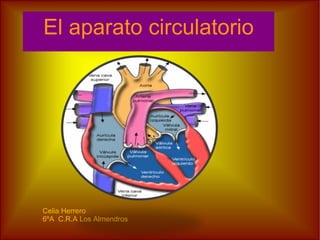 El aparato circulatorio Celia Herrero 6ºA  C.R.A Los Almendros 