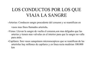 LOS CONDUCTOS POR LOS QUE VIAJA LA SANGRE -Arterias: Conducen sangre procedente del corazon y se reamifican en vasos mas finos llamados arteriola . -Venas: Llevan la sangre de vuelta el corazon,son mas delgados que las arterias y tienen mas valvulas en el interior para que la sangre no valla para atrás. -Capilares: Son vasos sanquineos microoscopicos que se reanifican de las arteriolas hay millones de capilares y en linea recta medirian 100.000 km 