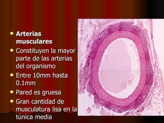    Arterias
    musculares
   Constituyen la mayor
    parte de las arterias
    del organismo
   Entre 10mm hasta
    0.1mm
   Pared es gruesa
   Gran cantidad de
    musculatura lisa en la
    túnica media
 