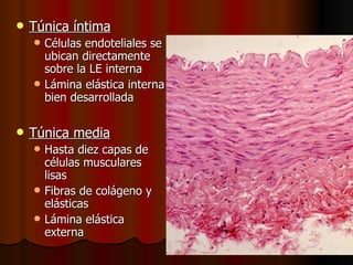    Túnica íntima
       Células endoteliales se
        ubican directamente
        sobre la LE interna
       Lámina elástica interna
        bien desarrollada

   Túnica media
       Hasta diez capas de
        células musculares
        lisas
       Fibras de colágeno y
        elásticas
       Lámina elástica
        externa
 