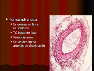    Túnica adventicia
       Es gruesa en las art.
        Musculares
       TC bastante laxo
       Vaso vasorum
       Se las denomina
        arterias de distribución
 