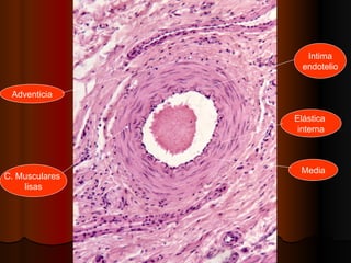 Intima
                  endotelio


 Adventicia

                Elástica
                 interna



                 Media
C. Musculares
    lisas
 