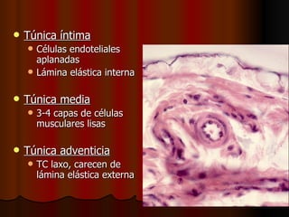    Túnica íntima
       Células endoteliales
        aplanadas
       Lámina elástica interna

   Túnica media
       3-4 capas de células
        musculares lisas

   Túnica adventicia
       TC laxo, carecen de
        lámina elástica externa
 