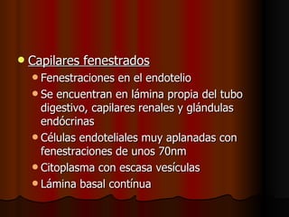    Capilares fenestrados
     Fenestraciones   en el endotelio
     Se encuentran en lámina propia del tubo
      digestivo, capilares renales y glándulas
      endócrinas
     Células endoteliales muy aplanadas con
      fenestraciones de unos 70nm
     Citoplasma con escasa vesículas
     Lámina basal contínua
 