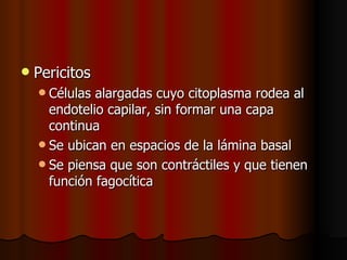    Pericitos
     Células alargadas cuyo citoplasma rodea al
      endotelio capilar, sin formar una capa
      continua
     Se ubican en espacios de la lámina basal
     Se piensa que son contráctiles y que tienen
      función fagocítica
 