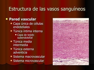 Estructura de las vasos sanguíneos
   Pared vascular
       Capa única de células
        endoteliales
       Túnica íntima interna
            Capa de tejido
             subendotelial
       Túnica media
        intermedia
       Túnica externa
        adventicia
       Sistema macrovascular
       Sistema microvascular
 