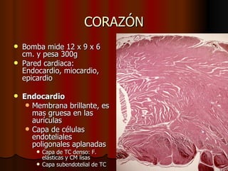 CORAZÓN
   Bomba mide 12 x 9 x 6
    cm. y pesa 300g
   Pared cardiaca:
    Endocardio, miocardio,
    epicardio

   Endocardio
      Membrana brillante, es
       mas gruesa en las
       aurículas
      Capa de células
       endoteliales
       poligonales aplanadas
         Capa de TC denso: F.
          elásticas y CM lisas
         Capa subendotelial de TC
 