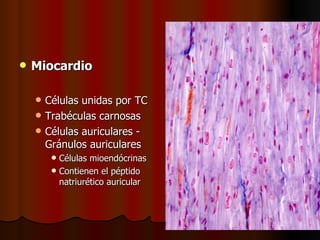   Miocardio

       Células unidas por TC
       Trabéculas carnosas
       Células auriculares -
        Gránulos auriculares
            Células mioendócrinas
            Contienen el péptido
             natriurético auricular
 