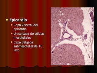    Epicardio
       Capa visceral del
        epicardio
       Única capa de células
        mesoteliales
       Capa delgada
        submesotelial de TC
        laxo
 