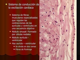    Sistema de conducción de
    la excitación cardiaca

       Sistema de fibras
        musculares especializadas
        que regulan las
        contracciones de las
        aurículas y ventrículos en
        una secuencia objetiva
       Nódulo sinusal: Formado
        por células nodales
       Nódulo aurículo -
        ventricular
       Haz auríclo – ventricular
          Se divide en dos ramas
          Fibras de Purkinge
 