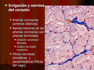    Irrigación y nervios
    del corazón

       Arterias coronarias
        (arterias elásticas)
       Ramas menores de las
        arterias coronarias son
        arterias terminales
            Oclusión coronaria –
             Necrosis
            Cicatriz de tejido
             conectivo
       Fibras nerviosas
        simpáticas y
        parasimpáticas (fibras
        del vago)
 