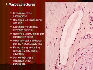    Vasos colectores

       Gran número de
        anastomosis
       Rodean a las venas como
        una red
       Contienen valvas muy
        cercanas entre sí
       Recorrido interrumpido por
        ganglios linfáticos
       Pared endotelial rodeada
        por TC y musculatura lisa
       En los mas grandes hay
        túnicas íntima, media,
        adventicia
       Son contráctiles y
        muestran ondas
        peristálticas
 