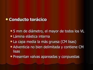    Conducto torácico

    5   mm de diámetro, el mayor de todos los VL
     Lámina elástica interna
     La capa media la más gruesa (CM lisas)
     Adventicia no bien delimitada y contiene CM
      lisas
     Presentan valvas apareadas y conpuestas
 