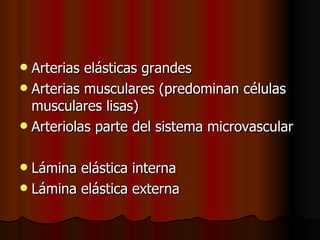  Arterias elásticas grandes
 Arterias musculares (predominan células
  musculares lisas)
 Arteriolas parte del sistema microvascular


 Lámina elástica interna
 Lámina elástica externa
 