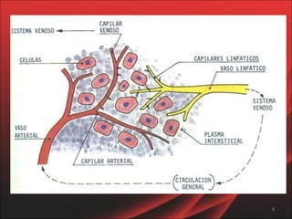 Aparato circulatorio  