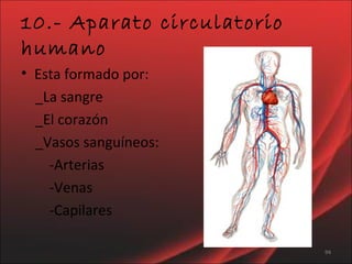 Aparato circulatorio  
