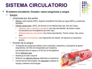SISTEMA CIRCULATORIO
   El sistema circulatorio: Corazón, vasos sanguíneos y sangre.
       Sangre:
           compuesta por dos partes
               Plasma: parte líquida (55%). Aspecto amarillento formado por agua (99%) y sustancias
                disueltas.
               Células sanguíneas: (45%). Se forman en la médula ósea roja. Son de 3 tipos:
                   Glóbulos rojos, eritrocitos o hematíes: las más abundantes. No tienen núcleo.
                    Compuestos por hemoglobina (da color rojo)
                   Glóbulos blancos o leucocitos: los menos abundantes. Tienen núcleo. Hay varios
                    tipos
                   Plaquetas o trombocitos: son fragmentos de células. Se agrupan en pequeños
                    grupos.
           Función de la sangre:
               Transporte de sustancias sólidas como nutrientes o desechos y transporte de gases
                respiratorios. El CO2 es transportado por el plasma
                (se disuelve bien en agua) y el O2 por la hemoglobina
                de los glóbulos rojos.
               Distribuye el calor corporal
               Defensa: los glóbulos blancos defienden al organismo
               Control de las hemorragias: las plaquetas coagulan la
                sangre y detienen hemorragias.
 