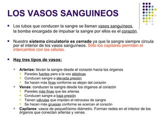 LOS VASOS SANGUINEOS
   Los tubos que conducen la sangre se llaman vasos sanguíneos,
    la bomba encargada de impulsar la sangre por ellos es el corazón.

   Nuestro sistema circulatorio es cerrado ya que la sangre siempre circula
    por el interior de los vasos sanguíneos. Sólo los capilares permiten el
    intercambio con las células.

   Hay tres tipos de vasos:

       Arterias: llevan la sangre desde el corazón hacia los órganos
           Paredes fuertes pero a la vez elásticas
           Conducen sangre a elevada presión
           Se hacen más finas conforme se alejan del corazón
       Venas: conducen la sangre desde los órganos al corazón
           Paredes más finas que las arterias
           Conducen sangre a baja presión
           Tienen válvulas que impiden el retroceso de sangre
           Se hacen más gruesas conforme se acercan al corazón
       Capilares: vasos de pequeñísimo diámetro. Forman redes en el interior de los
        órganos que conectan arterias y venas.
 