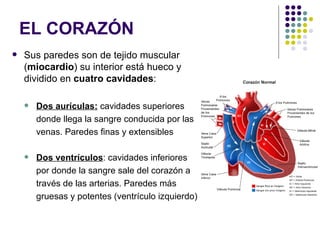EL CORAZÓN
   Sus paredes son de tejido muscular
    (miocardio) su interior está hueco y
    dividido en cuatro cavidades:

       Dos aurículas: cavidades superiores
        donde llega la sangre conducida por las
        venas. Paredes finas y extensibles

       Dos ventrículos: cavidades inferiores
        por donde la sangre sale del corazón a
        través de las arterias. Paredes más
        gruesas y potentes (ventrículo izquierdo)
 