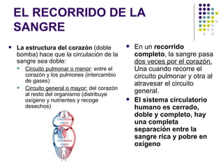 EL RECORRIDO DE LA
    SANGRE
   La estructura del corazón (doble               En un recorrido
    bomba) hace que la circulación de la            completo, la sangre pasa
    sangre sea doble:                               dos veces por el corazón.
       Circuito pulmonar o menor: entre el         Una cuando recorre el
        corazón y los pulmones (intercambio         circuito pulmonar y otra al
        de gases)
                                                    atravesar el circuito
       Circuito general o mayor: del corazón
        al resto del organismo (distribuye
                                                    general.
        oxígeno y nutrientes y recoge              El sistema circulatorio
        desechos)                                   humano es cerrado,
                                                    doble y completo, hay
                                                    una completa
                                                    separación entre la
                                                    sangre rica y pobre en
                                                    oxígeno
 
