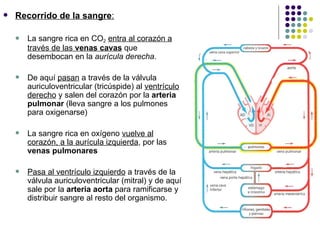    Recorrido de la sangre:

       La sangre rica en CO2 entra al corazón a
        través de las venas cavas que
        desembocan en la aurícula derecha.

       De aquí pasan a través de la válvula
        auriculoventricular (tricúspide) al ventrículo
        derecho y salen del corazón por la arteria
        pulmonar (lleva sangre a los pulmones
        para oxigenarse)

       La sangre rica en oxígeno vuelve al
        corazón, a la aurícula izquierda, por las
        venas pulmonares

       Pasa al ventrículo izquierdo a través de la
        válvula auriculoventricular (mitral) y de aquí
        sale por la arteria aorta para ramificarse y
        distribuir sangre al resto del organismo.
 