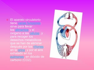    El aparato circulatorio
    tiene varias funciones:
    sirve para llevar
    los alimentos y el
    oxígeno a las células, y
    para recoger los
    desechos metabólicos
    que se han de eliminar
    después por los riñones,
    en la orina, y por el aire
    exhalado en los
    pulmones, en dióxido de
    carbono (CO2).
 