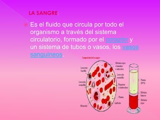 LA SANGRE:

   Es el fluido que circula por todo el
    organismo a través del sistema
    circulatorio, formado por el corazón y
    un sistema de tubos o vasos, los vasos
    sanguíneos.
 