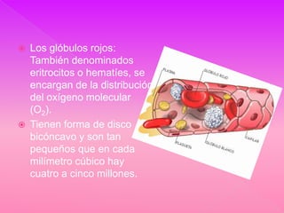    Los glóbulos rojos:
    También denominados
    eritrocitos o hematíes, se
    encargan de la distribución
    del oxígeno molecular
    (O2).
   Tienen forma de disco
    bicóncavo y son tan
    pequeños que en cada
    milímetro cúbico hay
    cuatro a cinco millones.
 