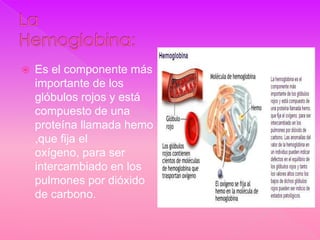    Es el componente más
    importante de los
    glóbulos rojos y está
    compuesto de una
    proteína llamada hemo
    ,que fija el
    oxígeno, para ser
    intercambiado en los
    pulmones por dióxido
    de carbono.
 