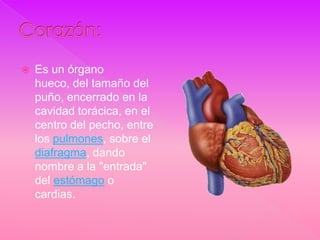    Es un órgano
    hueco, del tamaño del
    puño, encerrado en la
    cavidad torácica, en el
    centro del pecho, entre
    los pulmones, sobre el
    diafragma, dando
    nombre a la "entrada"
    del estómago o
    cardias.
 