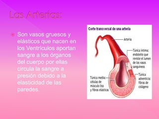    Son vasos gruesos y
    elásticos que nacen en
    los Ventrículos aportan
    sangre a los órganos
    del cuerpo por ellas
    circula la sangre a
    presión debido a la
    elasticidad de las
    paredes.
 