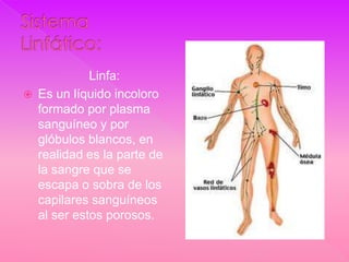 Linfa:
   Es un líquido incoloro
    formado por plasma
    sanguíneo y por
    glóbulos blancos, en
    realidad es la parte de
    la sangre que se
    escapa o sobra de los
    capilares sanguíneos
    al ser estos porosos.
 